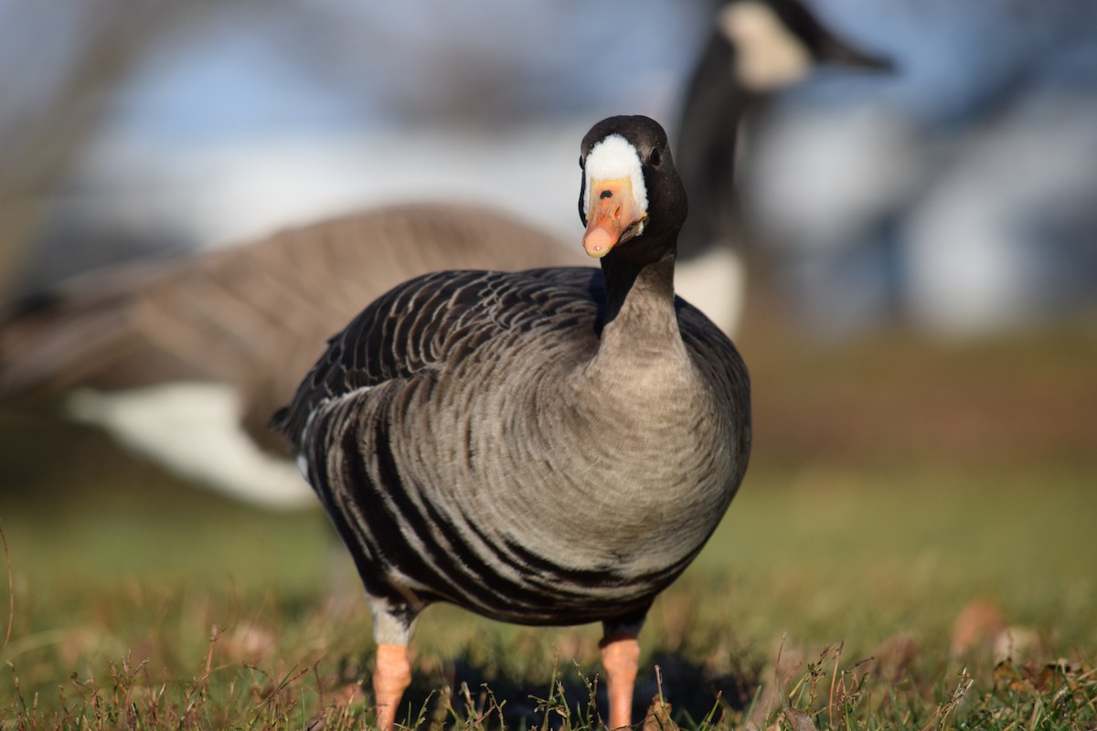 Greater White-fronted Goose - ML646210707