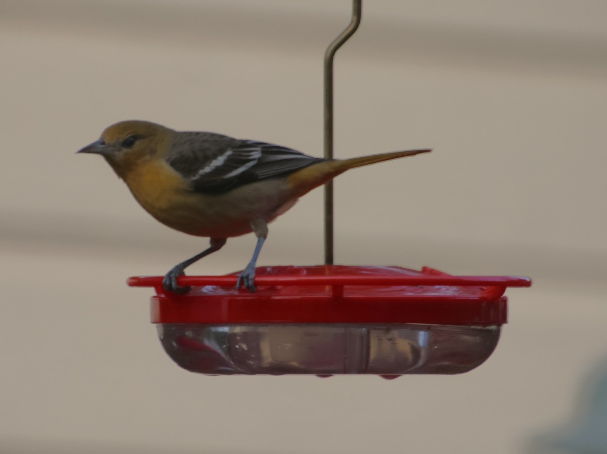 Балтиморский трупиал - ML646210708