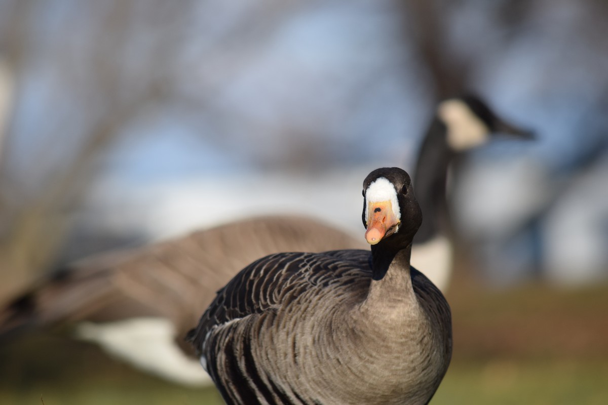 Greater White-fronted Goose - ML646210709