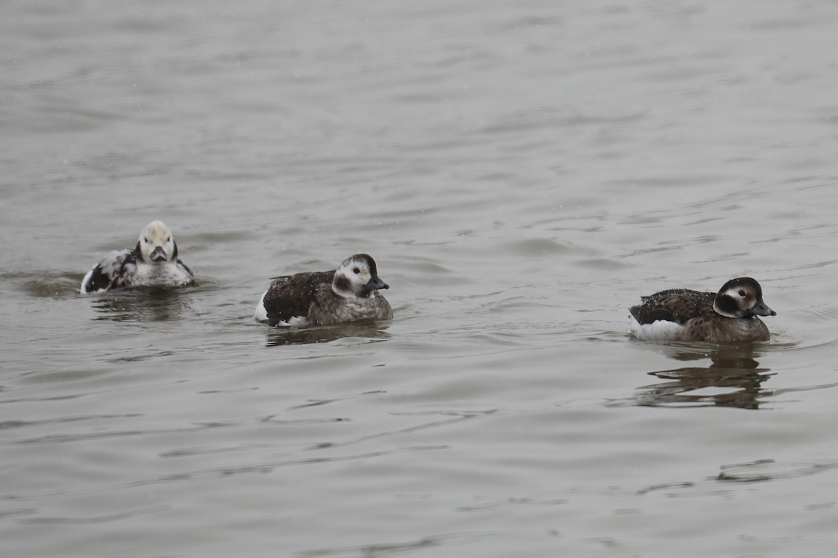 hoholka lední - ML646210710