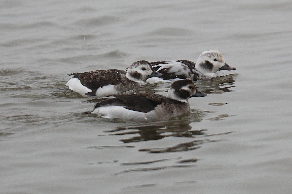 hoholka lední - ML646210714