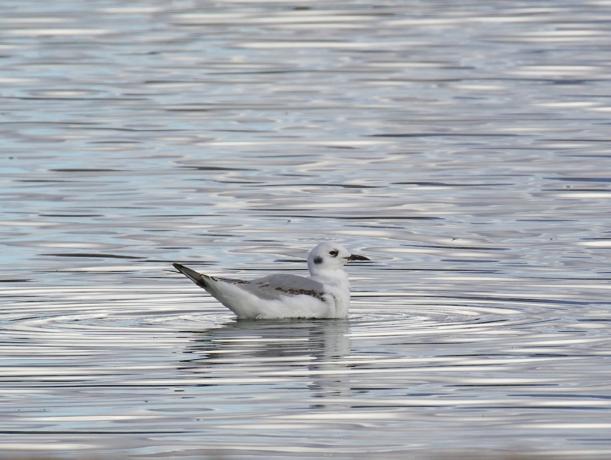 Bonaparte's Gull - ML646210717