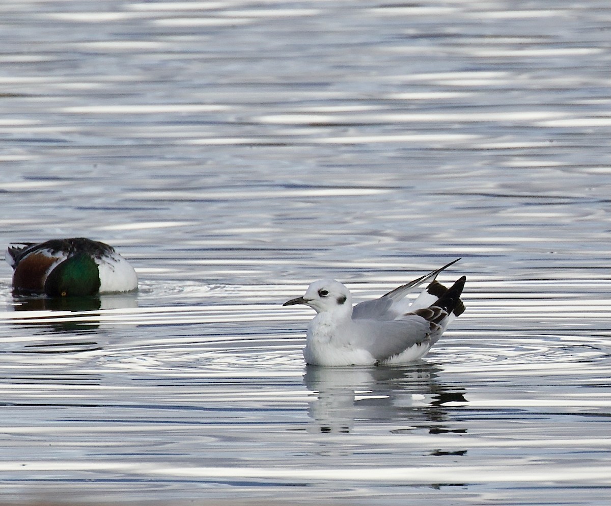 Bonaparte's Gull - ML646210719