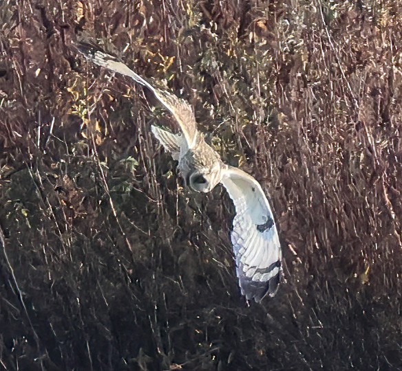Short-eared Owl - ML646210726