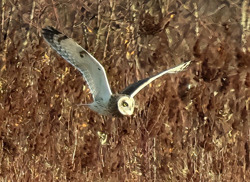 Short-eared Owl - ML646210728