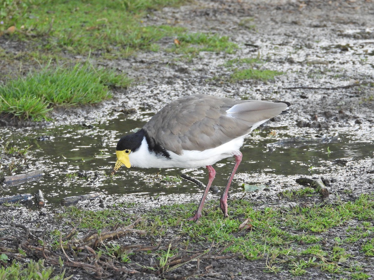 Masked Lapwing (Black-shouldered) - ML646210734