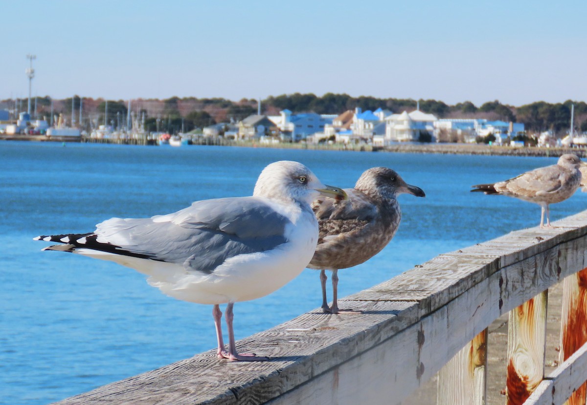 American Herring Gull - ML646210735