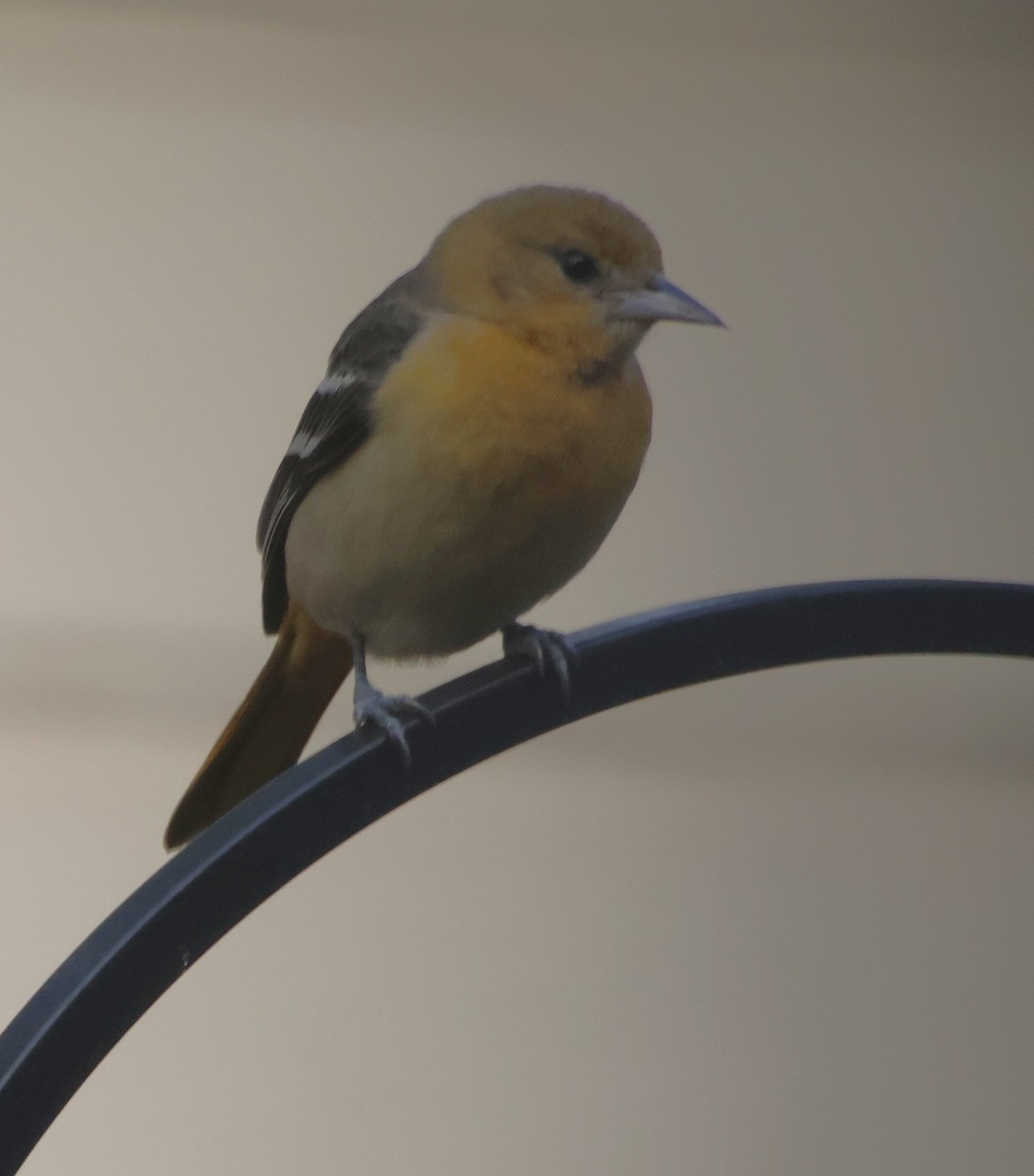 Балтиморский трупиал - ML646210736