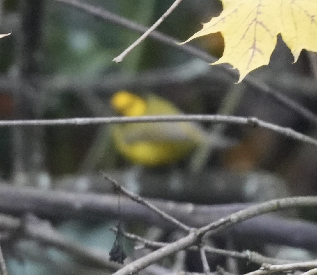 lesňáček kápový - ML646210737