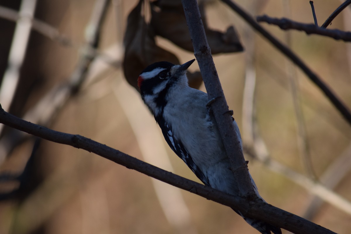 Downy Woodpecker - ML646210740