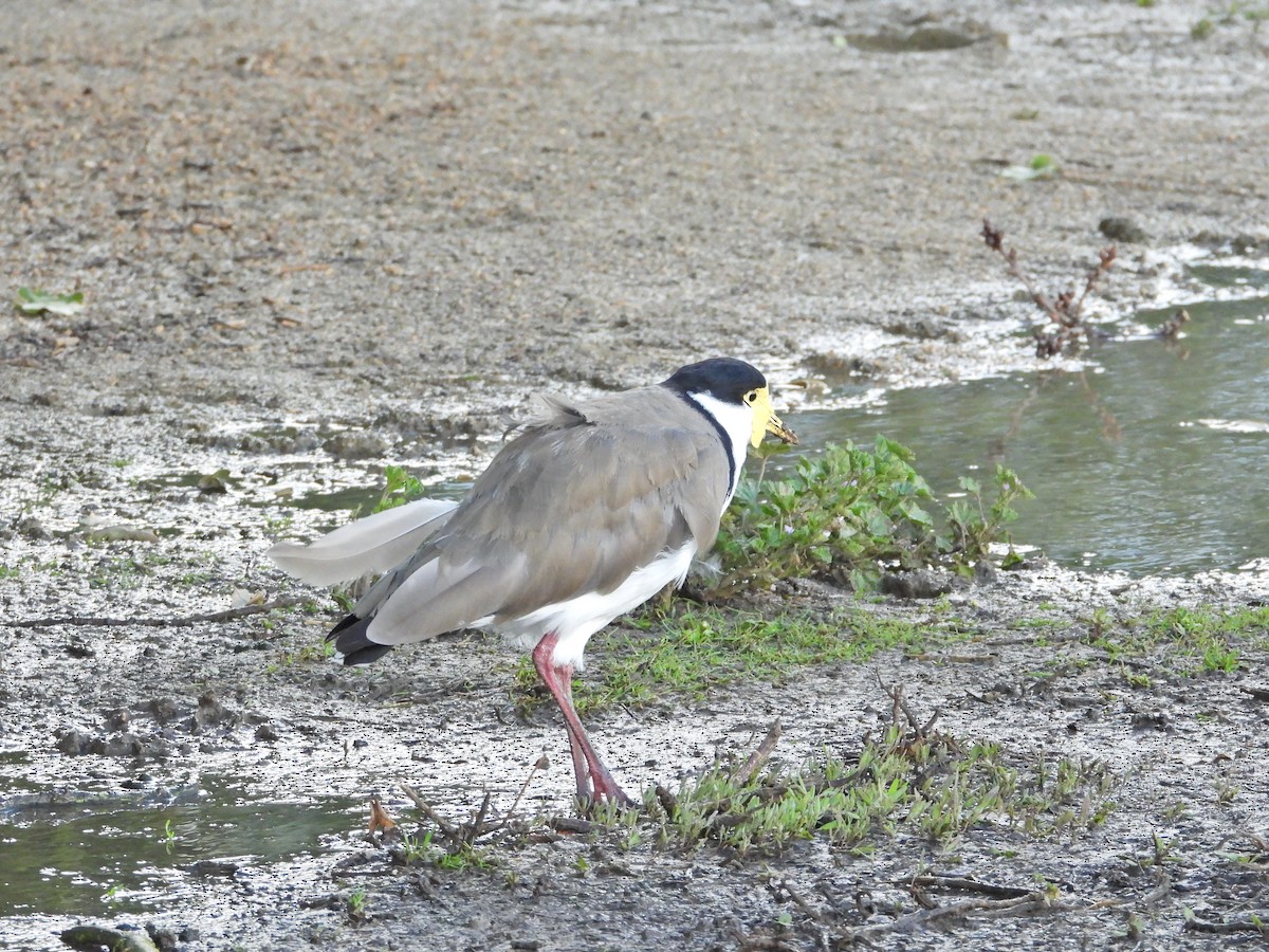 Masked Lapwing (Black-shouldered) - ML646210745
