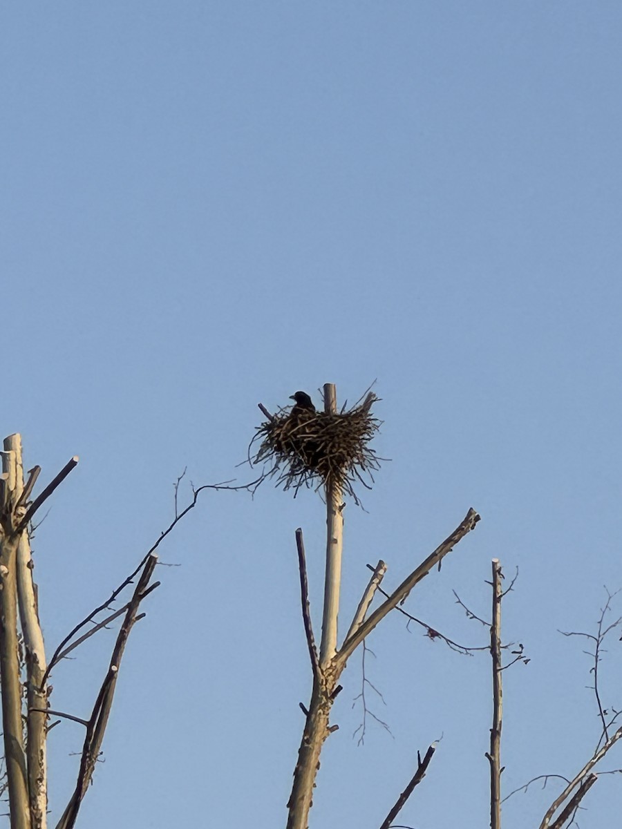 Large-billed Crow (Large-billed) - ML646210762