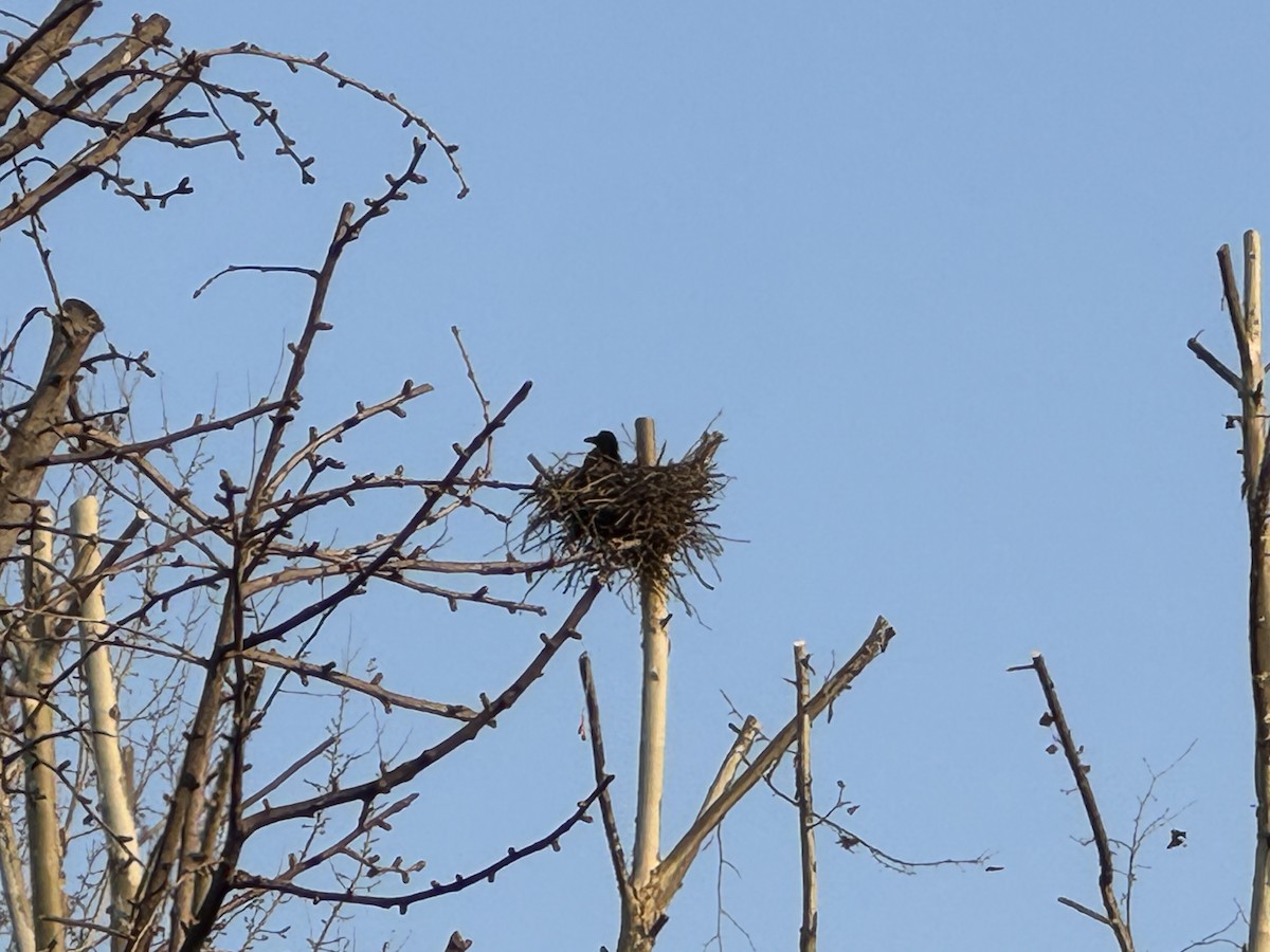 Large-billed Crow (Large-billed) - ML646210764