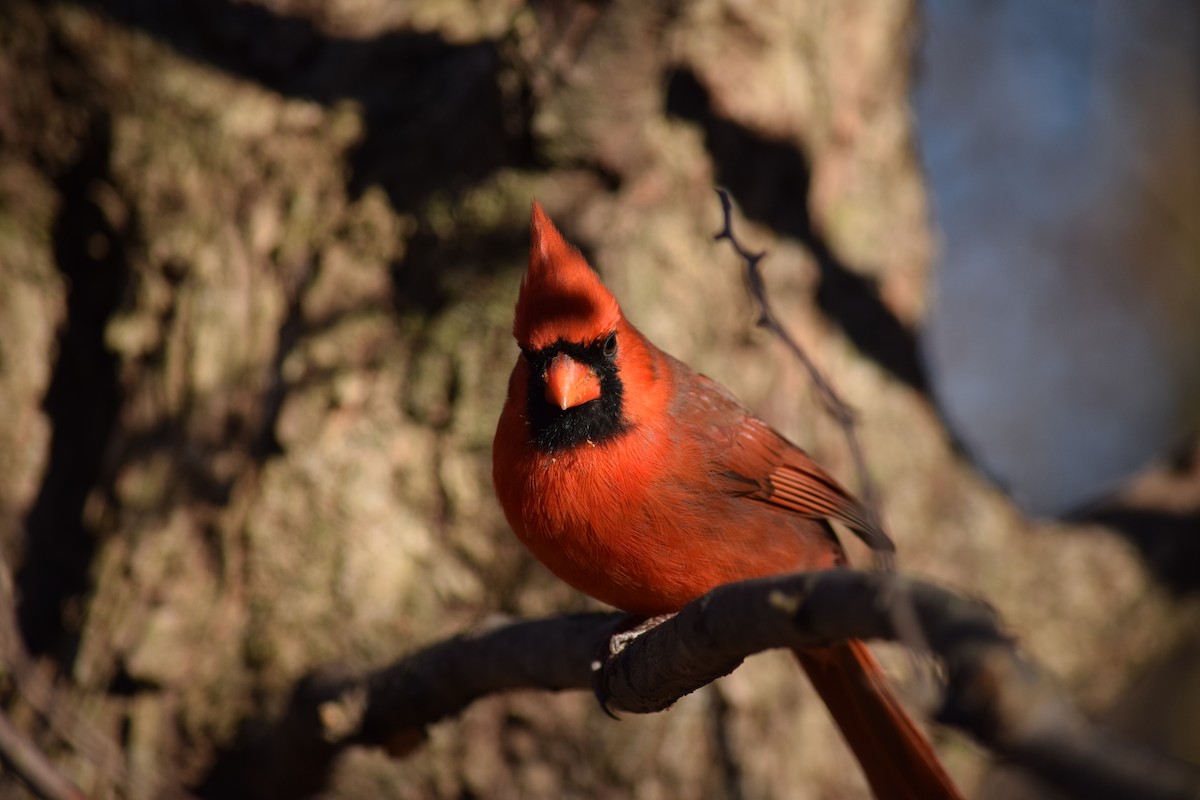 Northern Cardinal - ML646210765