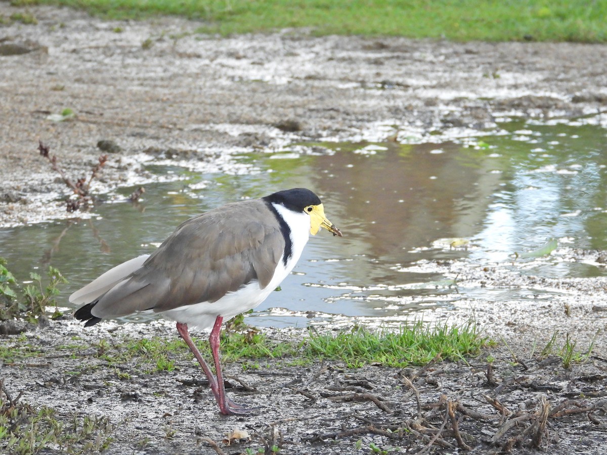 Masked Lapwing (Black-shouldered) - ML646210766