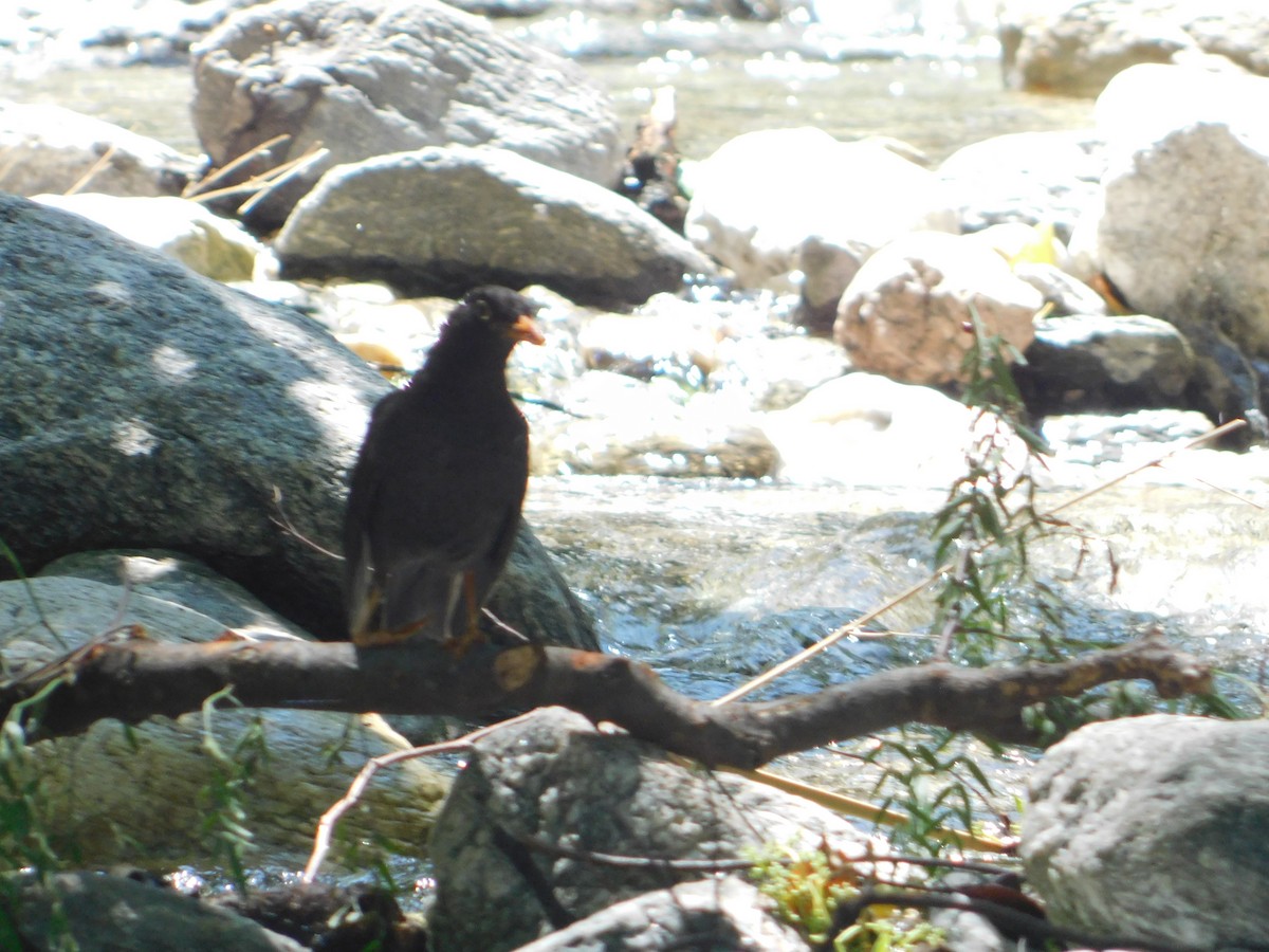 Chiguanco Thrush - ML646210773