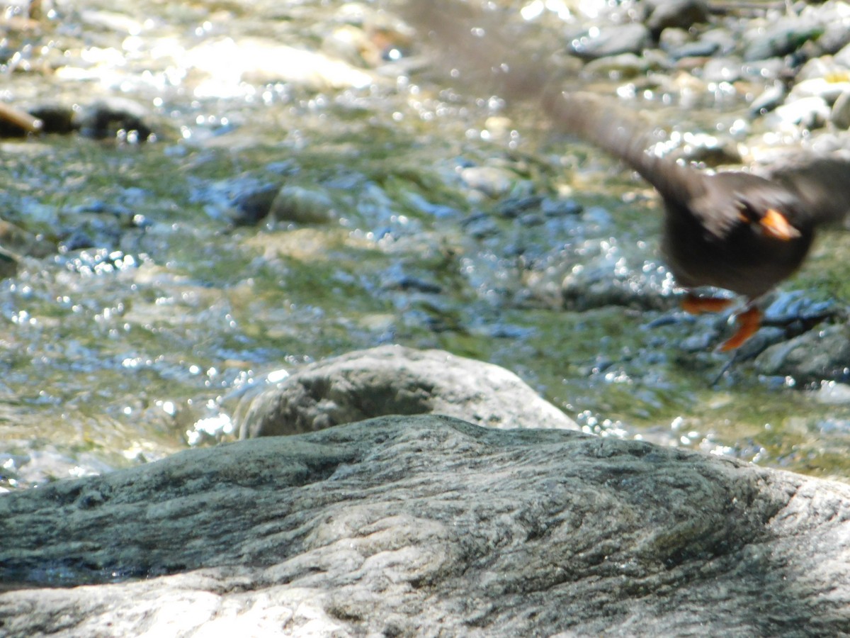 Chiguanco Thrush - ML646210776