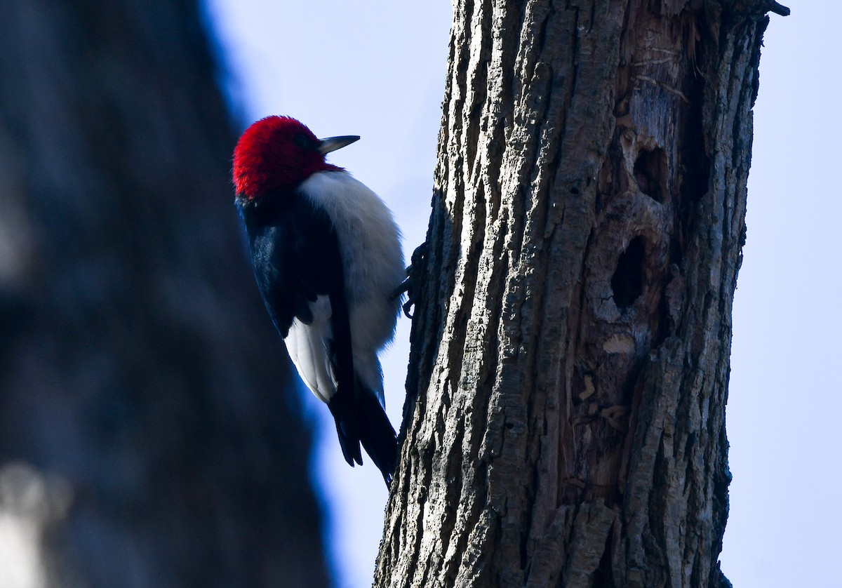 Red-headed Woodpecker - ML646210777