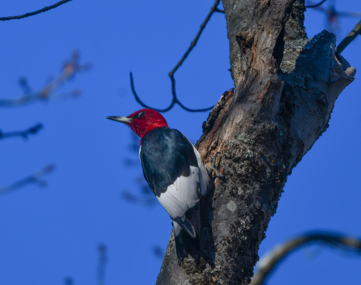 Red-headed Woodpecker - ML646210778