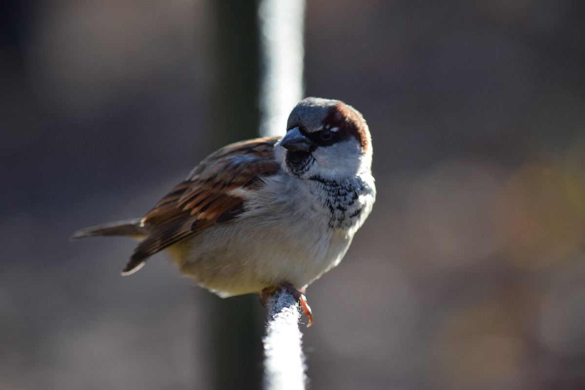House Sparrow - ML646210779