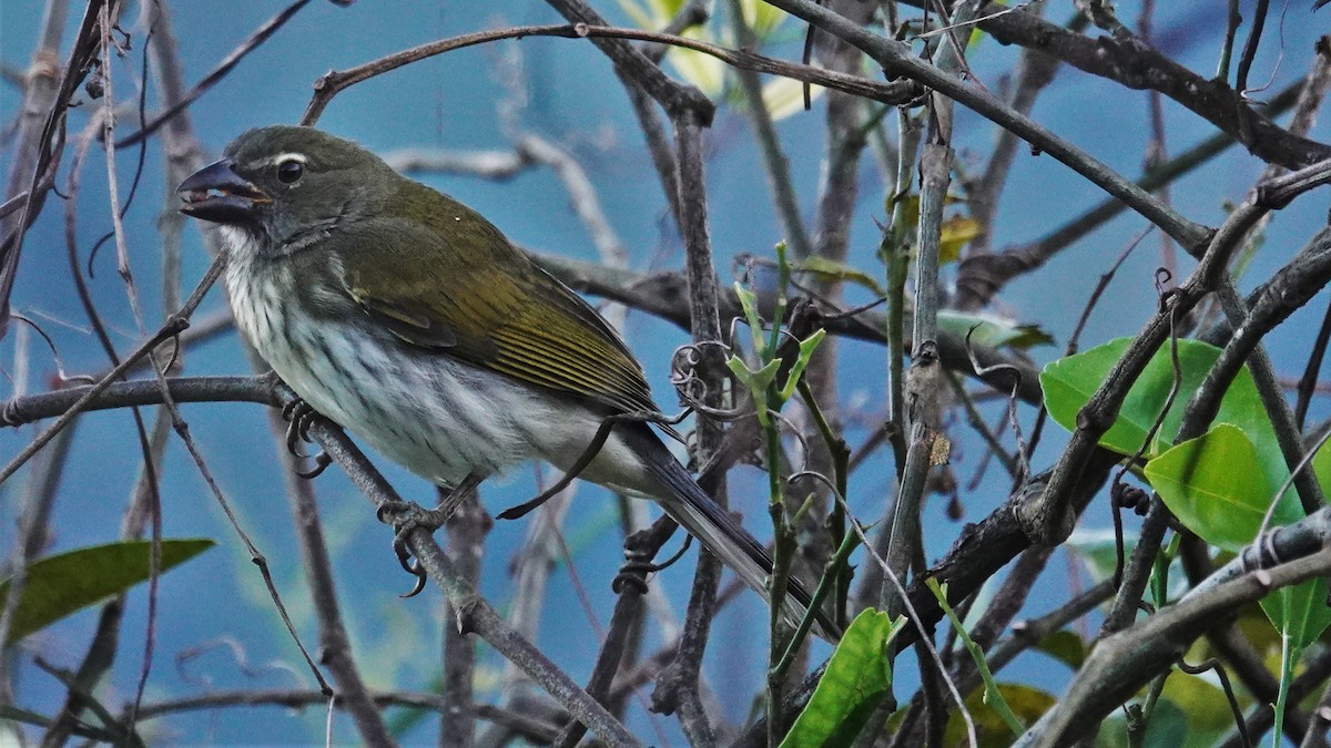 Streaked Saltator - ML646210780