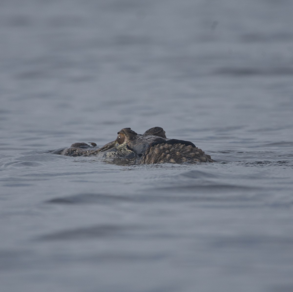 Animals - ML646210783