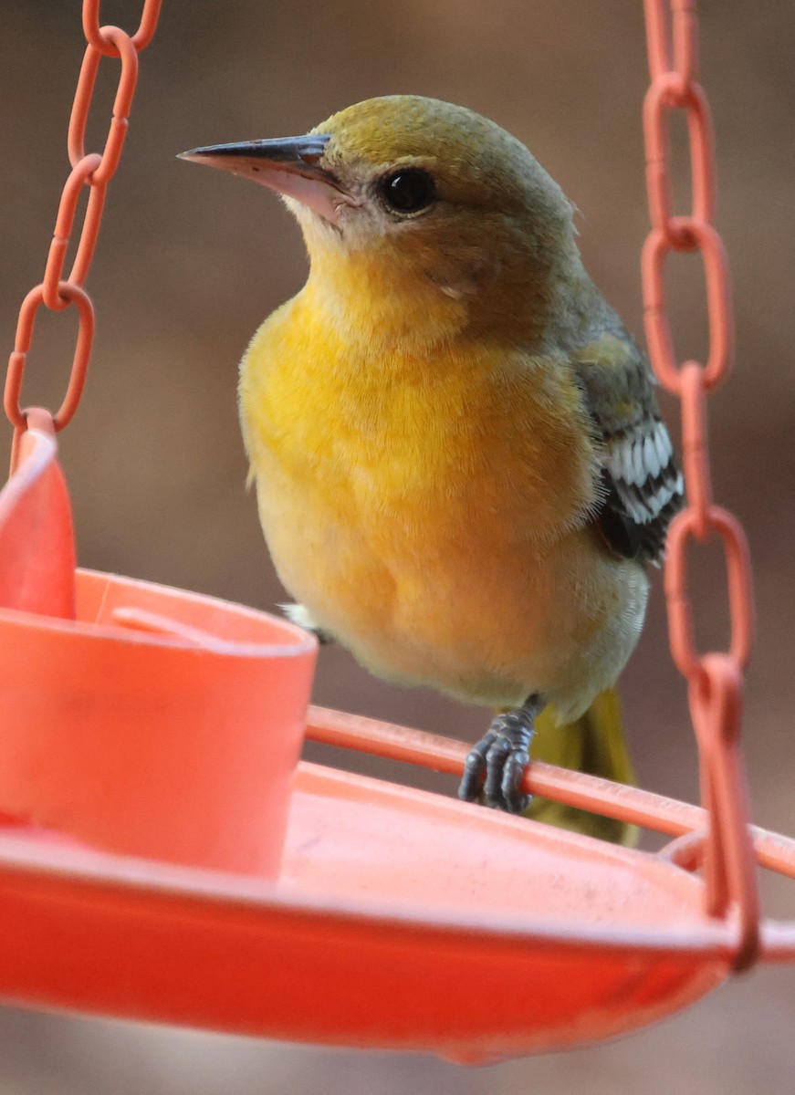 Балтиморский трупиал - ML646210786