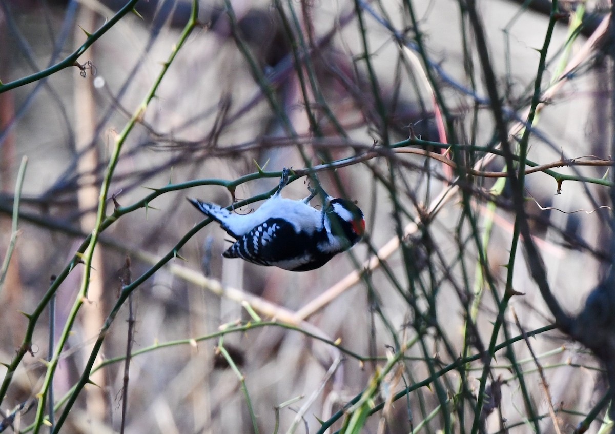 Downy Woodpecker - ML646210788