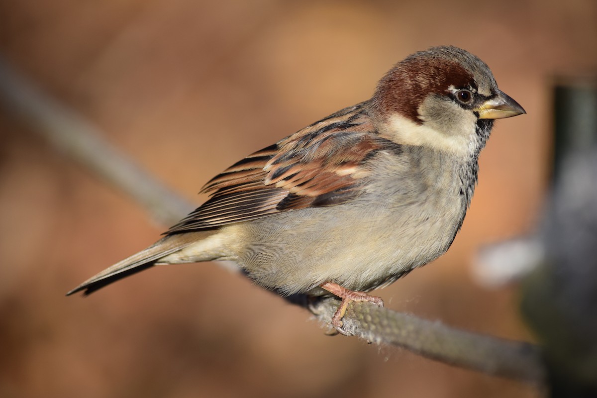 House Sparrow - ML646210795
