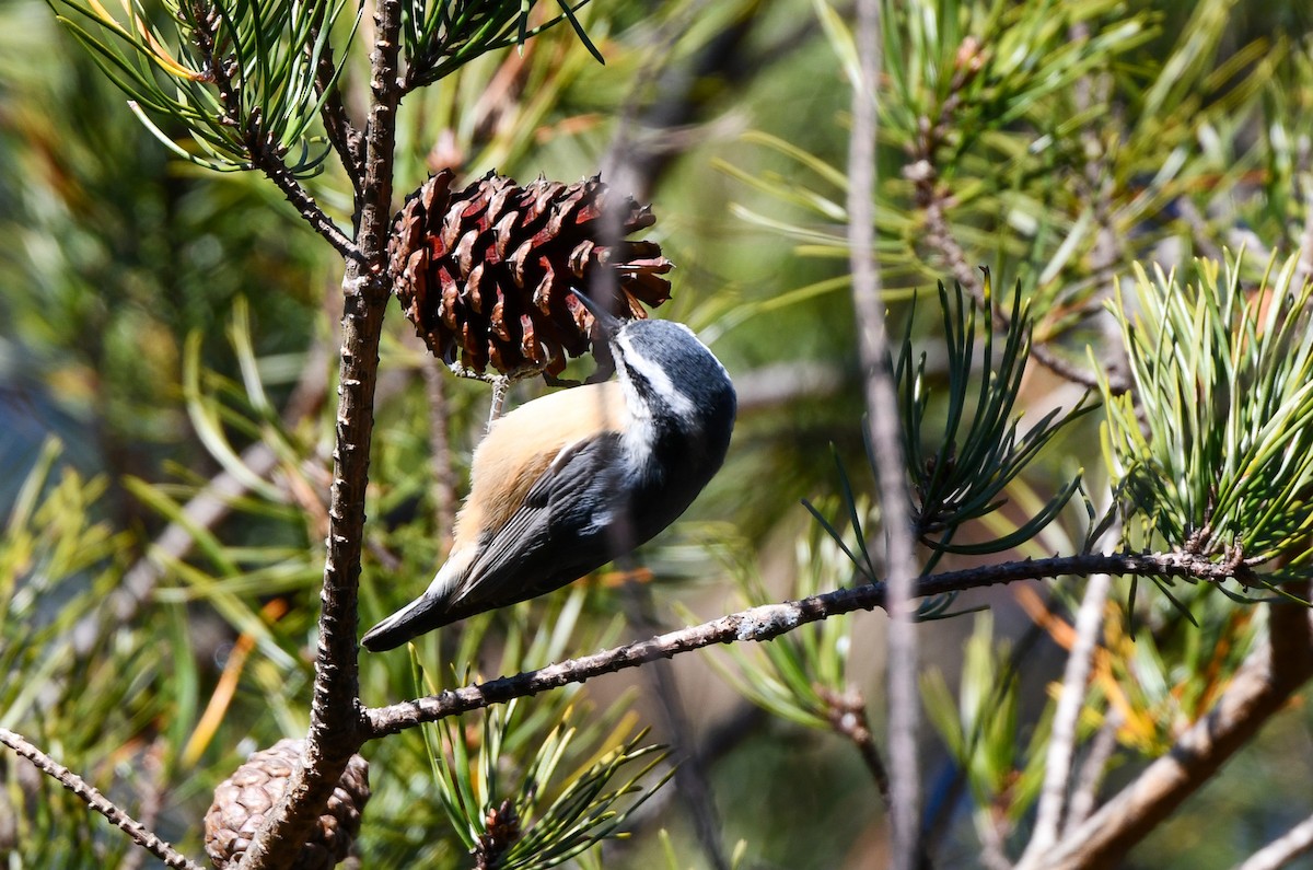 Red-breasted Nuthatch - ML646210797