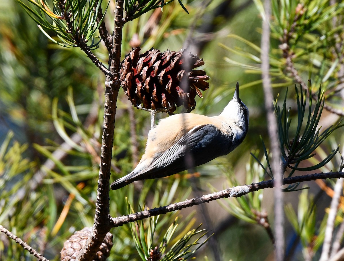 Red-breasted Nuthatch - ML646210798