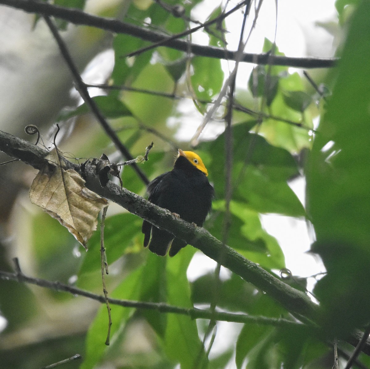 Golden-headed Manakin - ML646210800