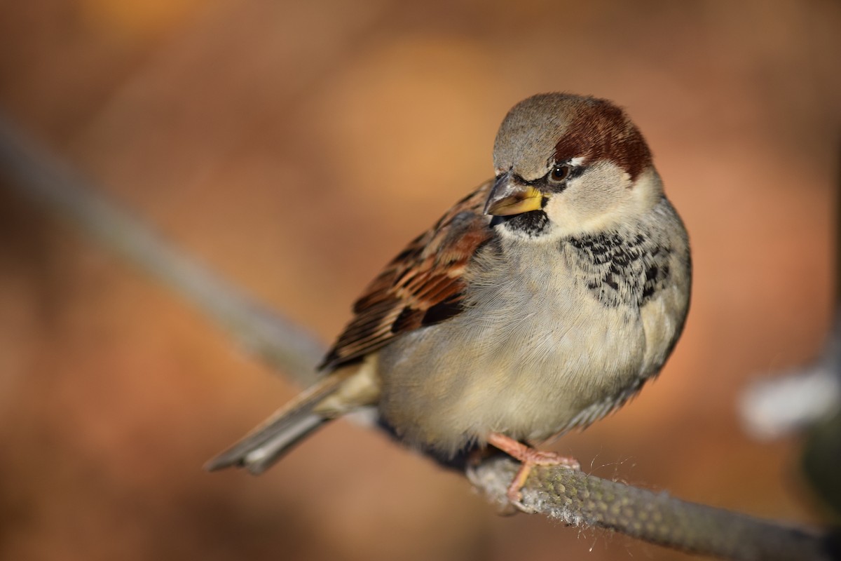 House Sparrow - ML646210801