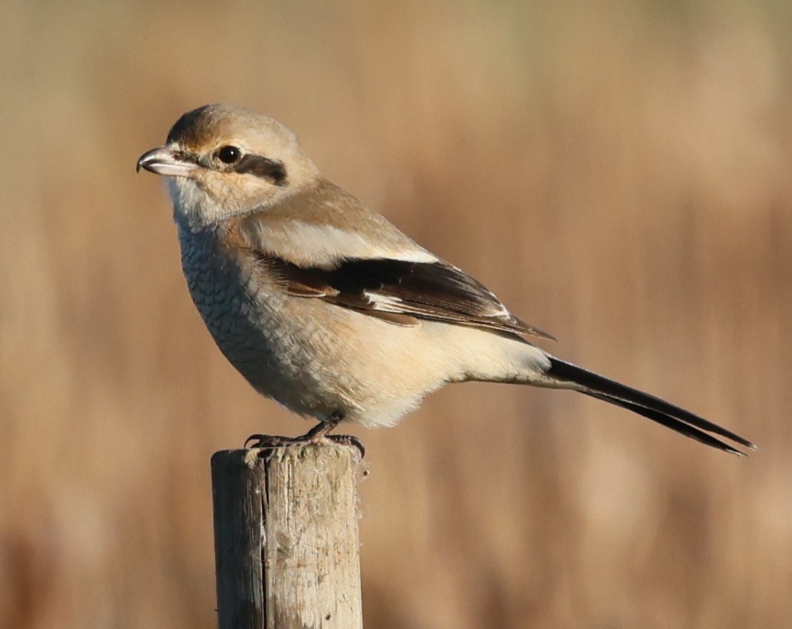 Northern Shrike - ML646210802