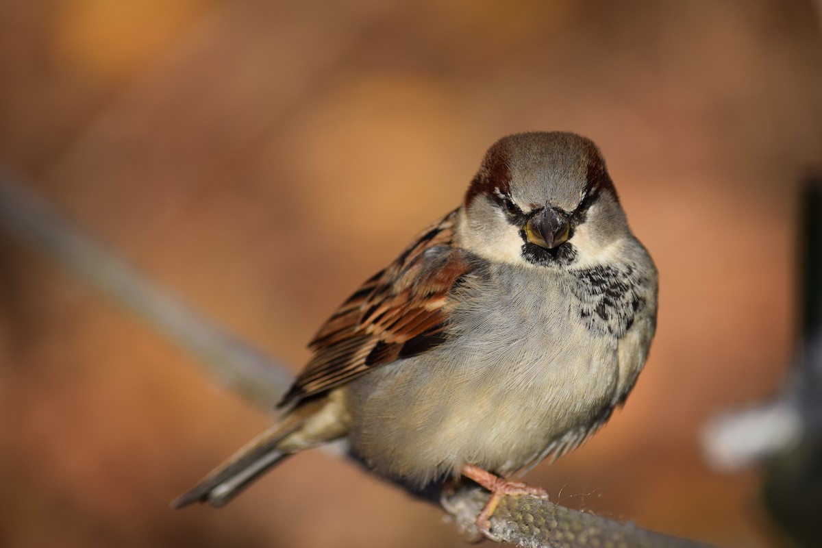 House Sparrow - ML646210813