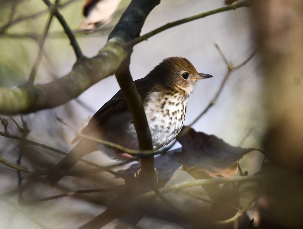 Дрізд-короткодзьоб плямистоволий - ML646210814