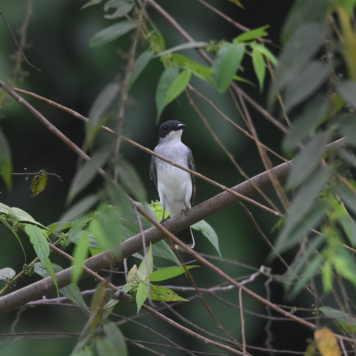 Tirano Oriental - ML646210815