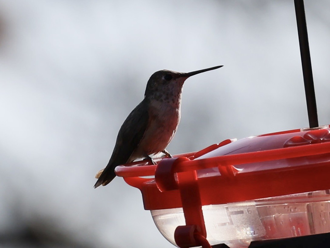 kalypta rezavolesklá - ML646210819