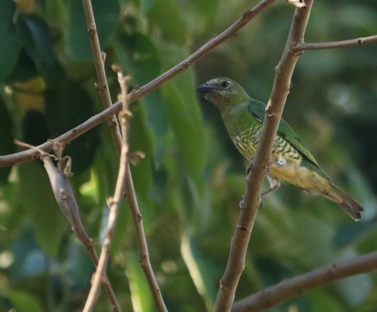 Swallow Tanager - ML646210820