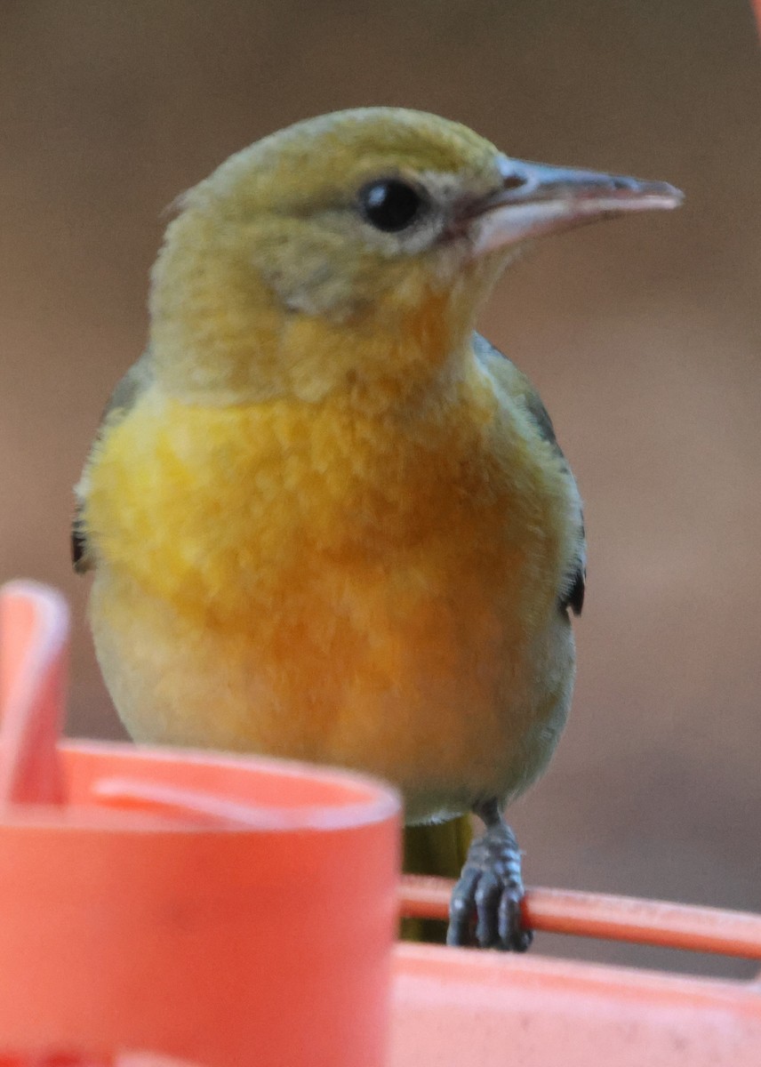 Балтиморский трупиал - ML646210821