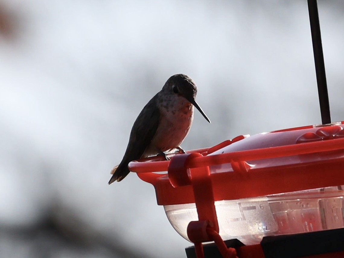 kalypta rezavolesklá - ML646210822