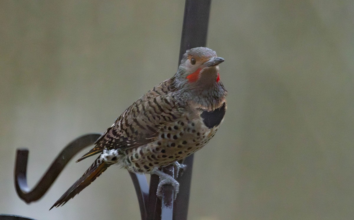 Northern Flicker - ML646210823