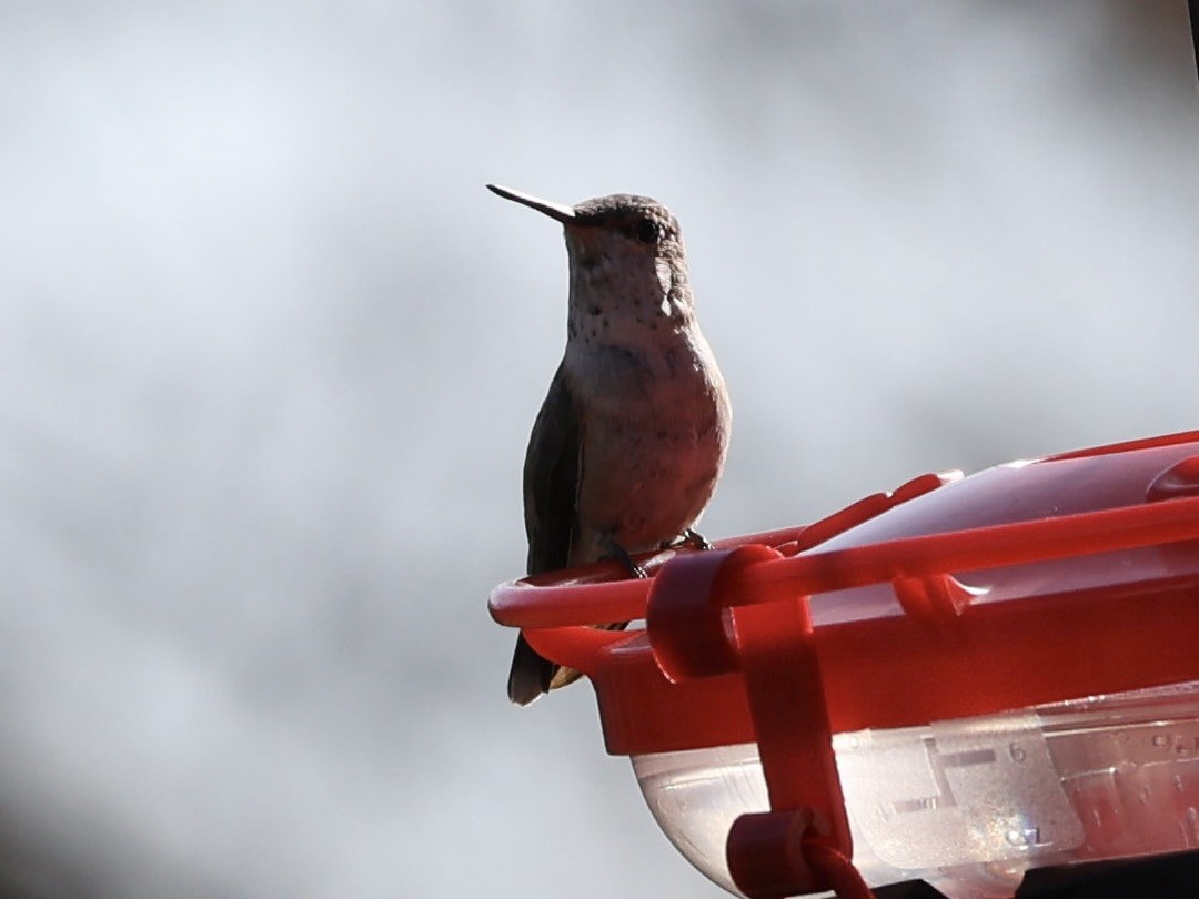 kalypta rezavolesklá - ML646210825