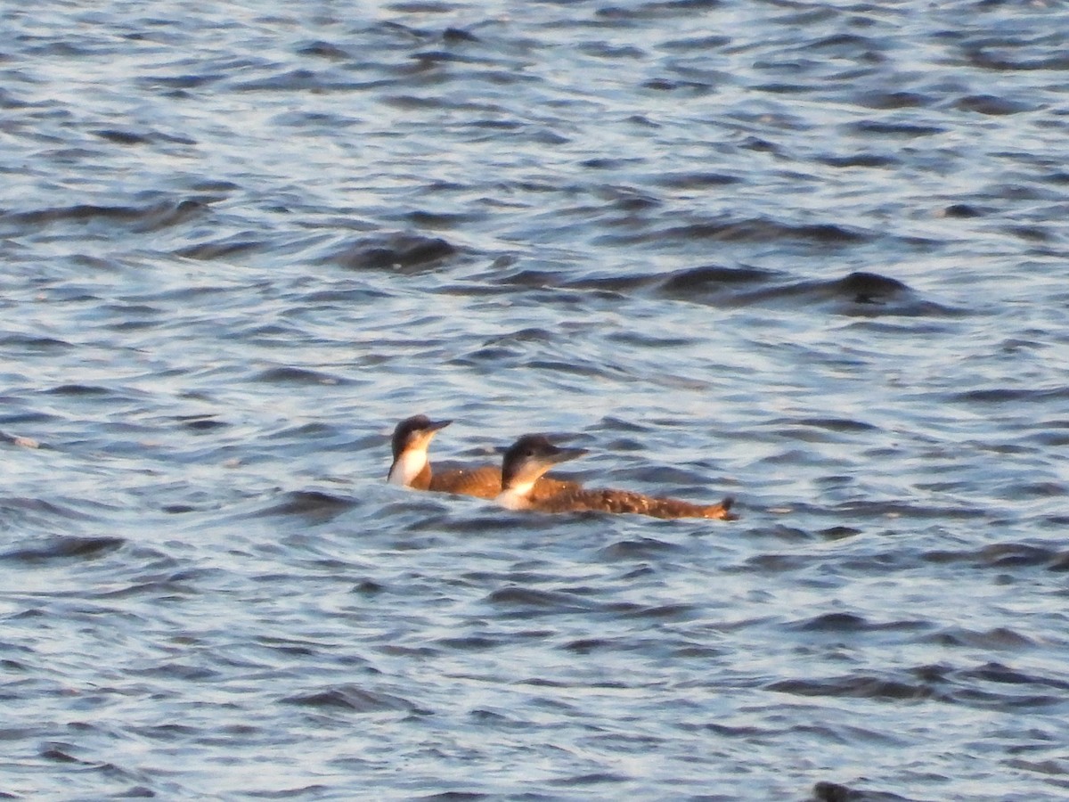 Pacific Loon - ML646210827