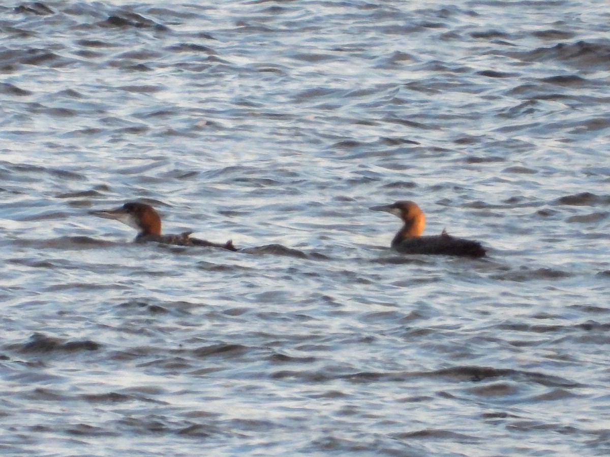 Pacific Loon - ML646210828