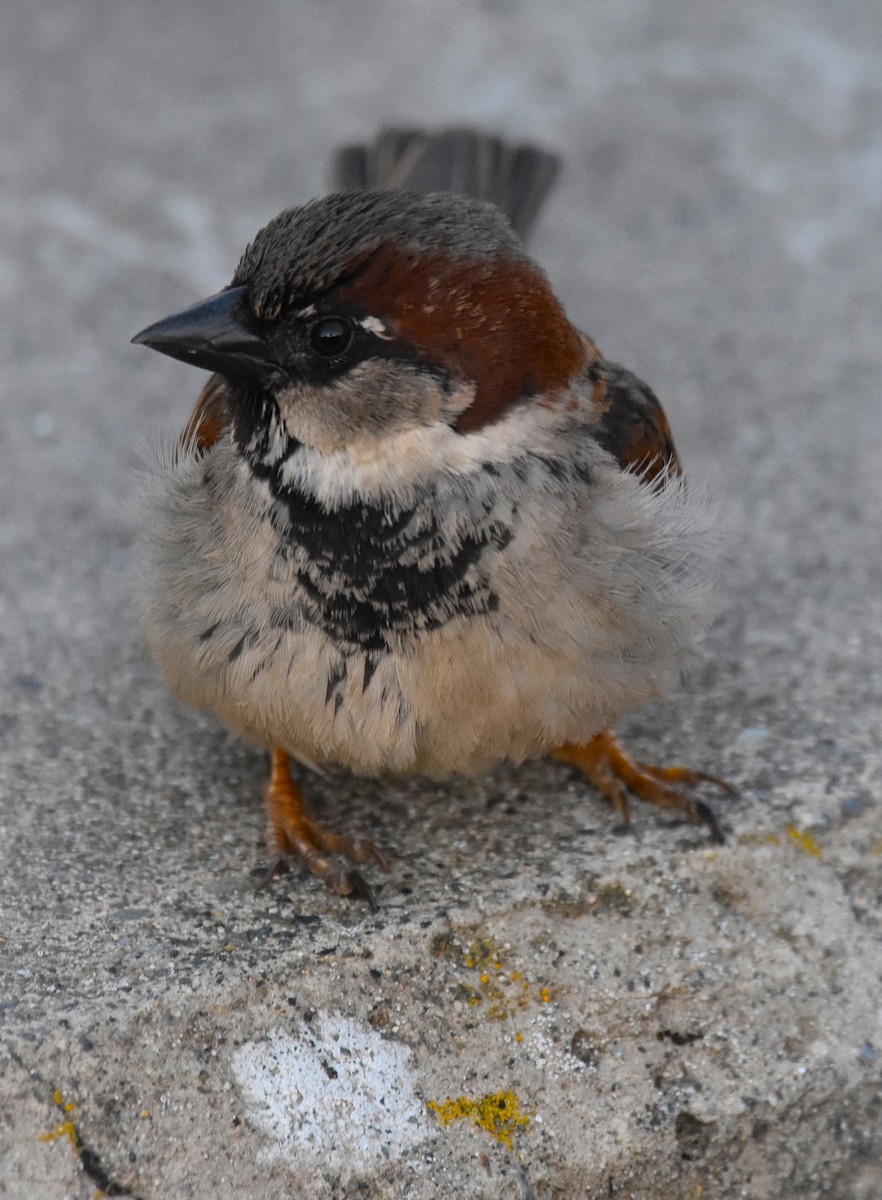 House Sparrow - ML646210830