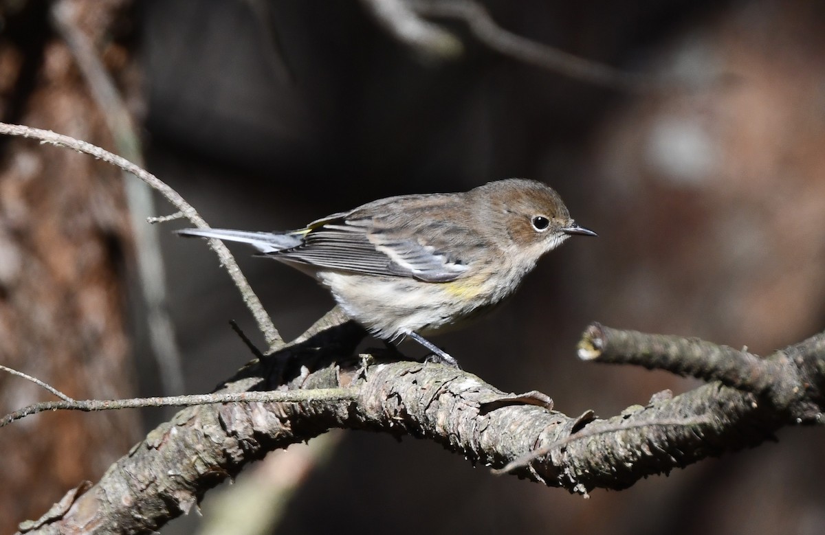 Yellow-rumped Warbler - ML646210831