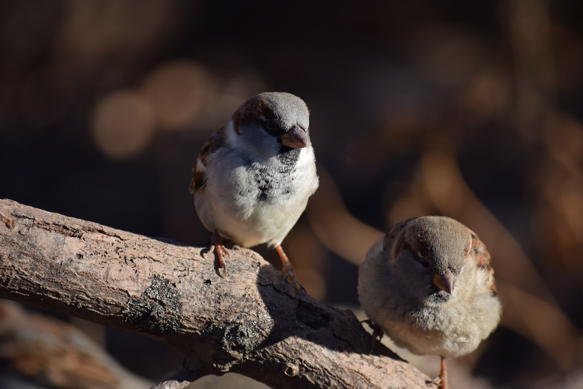 House Sparrow - ML646210833
