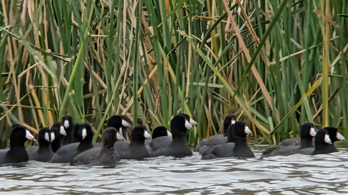 American Coot - ML646210835