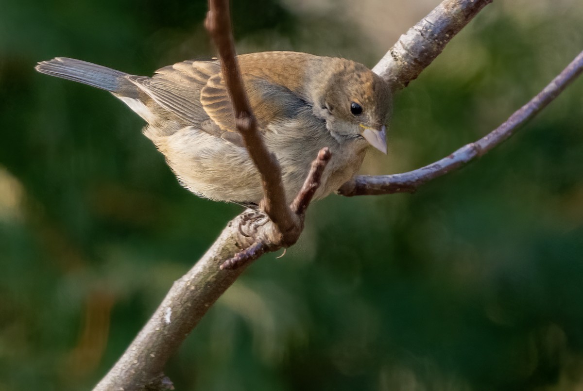 Indigo Bunting - ML646210840
